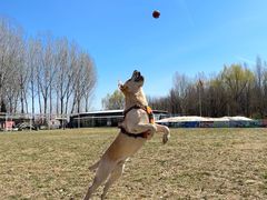 -宠乐会宠物乐园