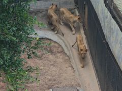 -深圳野生动物园