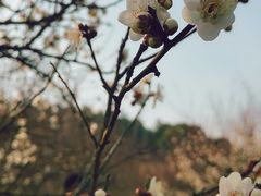 -香雪海