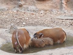 -清迈夜间动物园