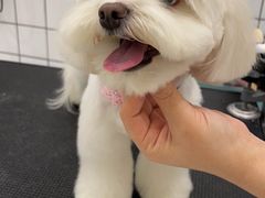 -BABIT巴比特宠物(MOMOPARK店)