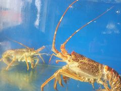 -小铜锣湾海鲜家常菜馆(河西店)