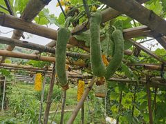 -农汤老店(顺联公园里店)