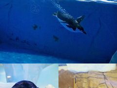 -海合安成都极地海洋公园