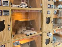 -小猫来了猫舍(福田店)