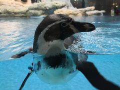 -帝企鹅自助餐厅•儿童岛•真企鹅(长隆企鹅酒店)