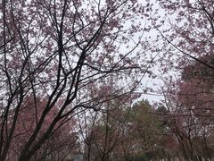 -南山植物园