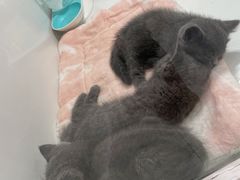 -1013 PET SHOP精品宠物商店(丁香店)