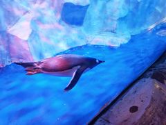 -芜湖新华联大白鲸海洋公园