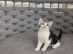 -lincat·猫舍(广州店)