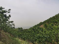 -遵化市禅林寺古银杏风景园