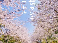 -高东镇樱花园