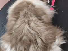 -唐小姐の私宠·宠物洗护美容·撸猫馆·购宠(周浦万达旗舰店)