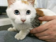 -荣耀金沙动物医院(清江西路店)