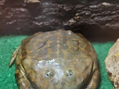 -石家庄海洋公园