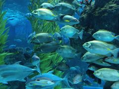 -芜湖新华联大白鲸海洋公园
