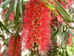 -天适樱花悠乐园