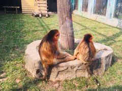 -西安秦岭野生动物园