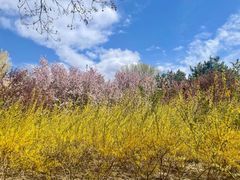 -大兴滨河森林公园