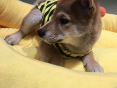 -逗柴咖啡屋·狗咖猫咖宠物桌游