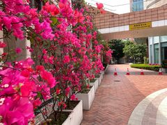 -香港大学