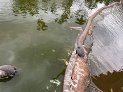 -海南热带野生动植物园