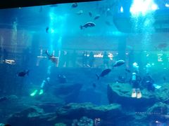 -迪拜水族馆及水下动物园