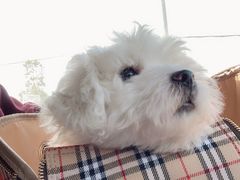 -翊宠yipet猫狗购宠庄园犬舍•猫舍