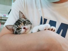 -lincat·猫舍(广州店)