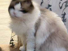 -楼上猫咖(罗湖店)