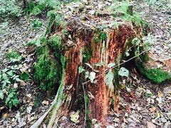 -五营红松林海景区