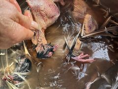 -马陆小张葡萄园农家乐