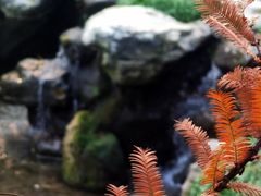 -白水寺森林公园