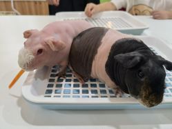 -Moni星球萌宠·小马宝莉·灵蛇·高端高阶全萌宠互动体验俱乐部(红豆国际广场店)