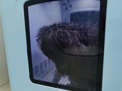 -安安宠物医院(情缘分院)