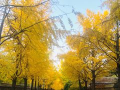 -圆明园停车场