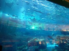 -迪拜水族馆及水下动物园