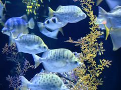-新加坡海洋生态馆