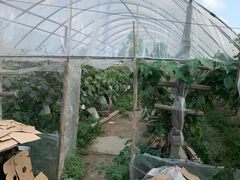 -马陆小张葡萄园农家乐