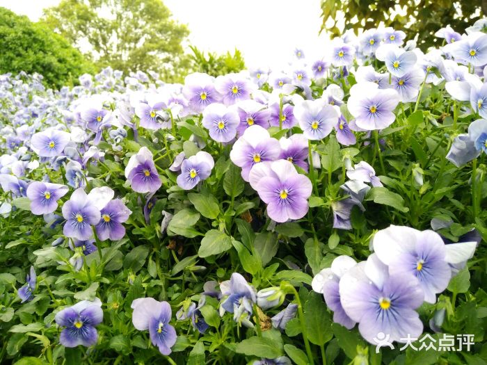 漫花莊園-圖片-新都區景點/周邊遊-大眾點評網