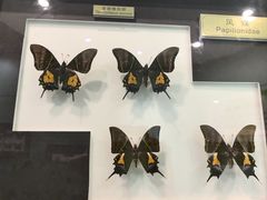 -上海昆虫博物馆