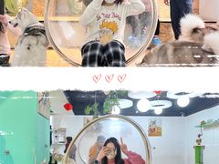 -Husky Go! 哈士奇体验馆·宠物咖啡厅狗咖