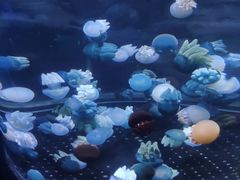 -芜湖新华联大白鲸海洋公园