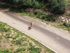 -大青山野生动物园