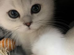 -欣宠猫屋·矮脚拿破仑·蓝金金渐层