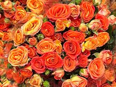 -循礼门鲜花花市(武汉循礼门店)