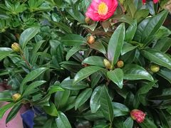 -花鸟鱼虫鲜花绿植市场(玉泉路店)