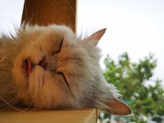 -猫的茶·猫咖