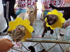 -喵屿·大理花园猫咖