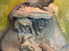 -上海大自然野生昆虫馆